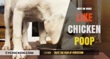 Why Dogs Love Chicken Poop: Uncovering the Surprising Reasons