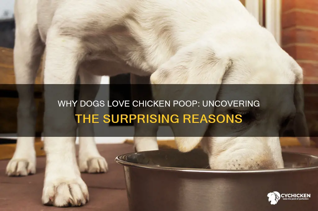 why do dogs like chicken poop