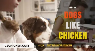 Why Dogs Love Chicken: Uncovering Their Favorite Treat's Appeal
