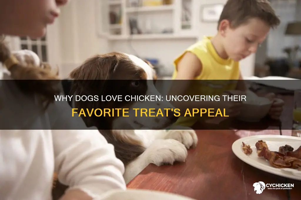 why do dogs like chicken