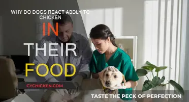 Chicken Conundrum: Why Do Dogs React Badly?