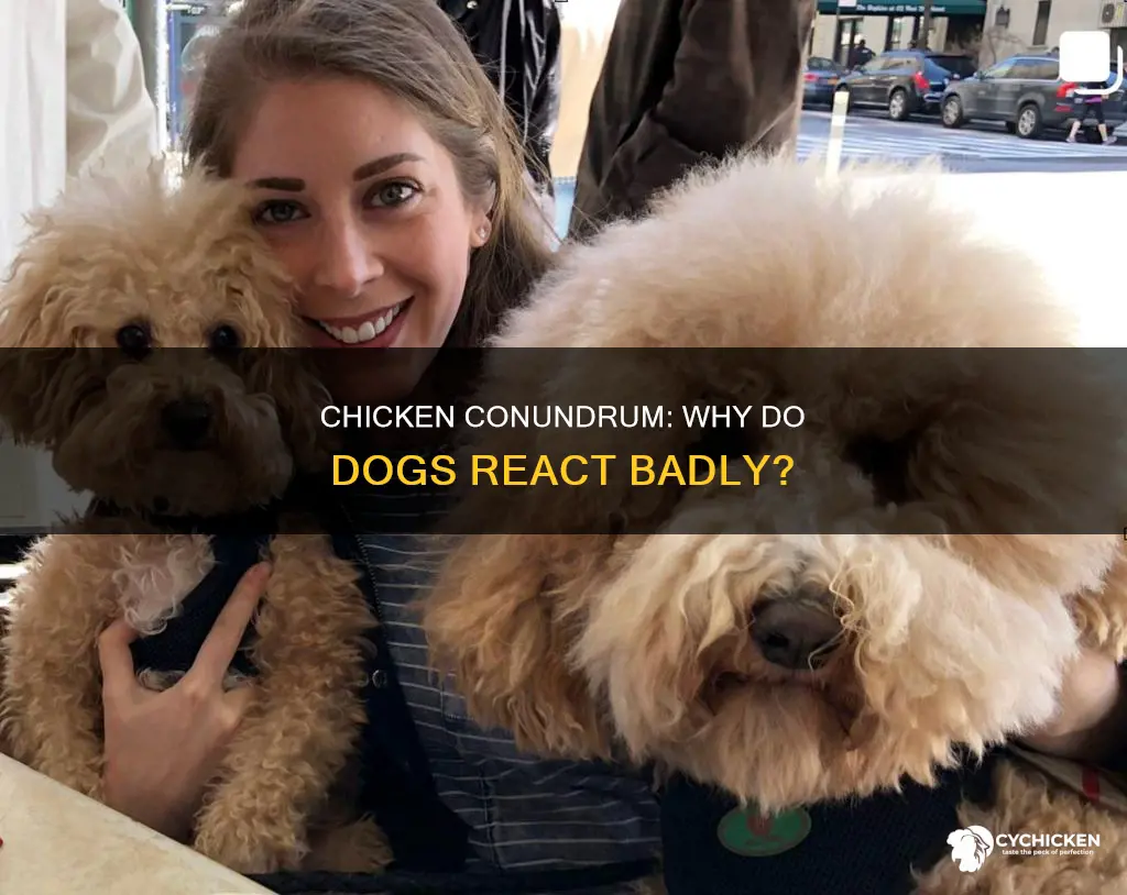 why do dogs react abdly to chicken in their food