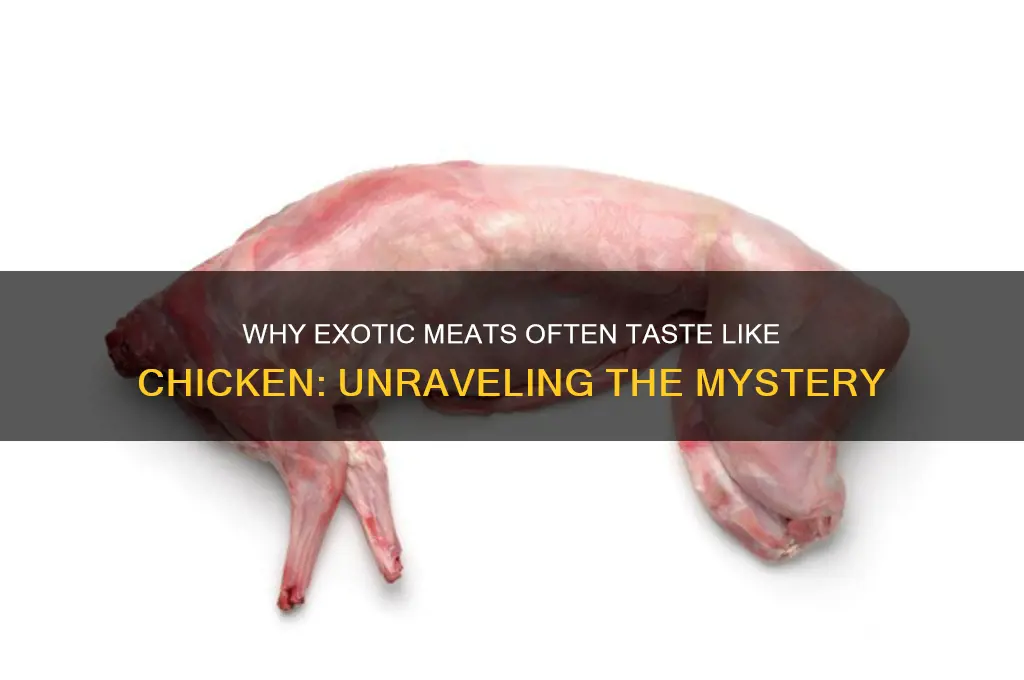 why do exotic foods taste like chicken