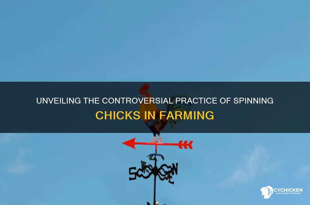 why do farmers put chicks into a spinner