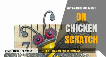 Why Honey Bees Forage on Chicken Scratch: Unlikely Food Source Explained