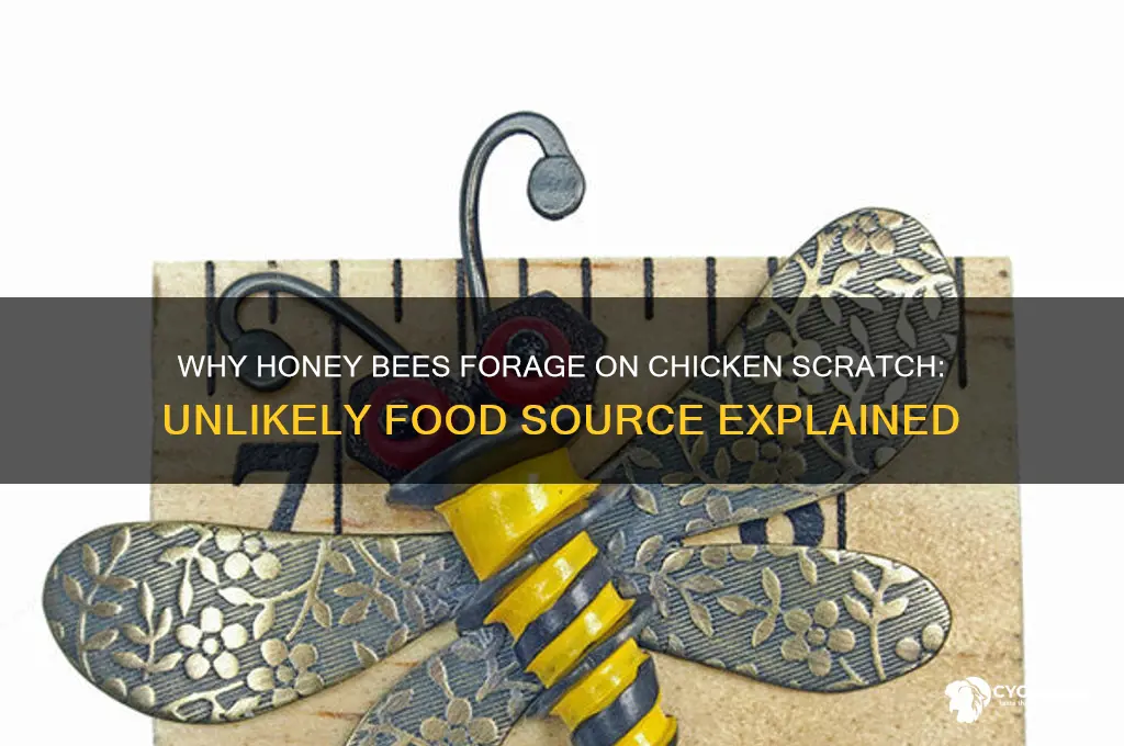 why do honey bees forage on chicken scratch