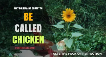 Why Humans Dislike Being Called 'Chicken': Unraveling the Insult