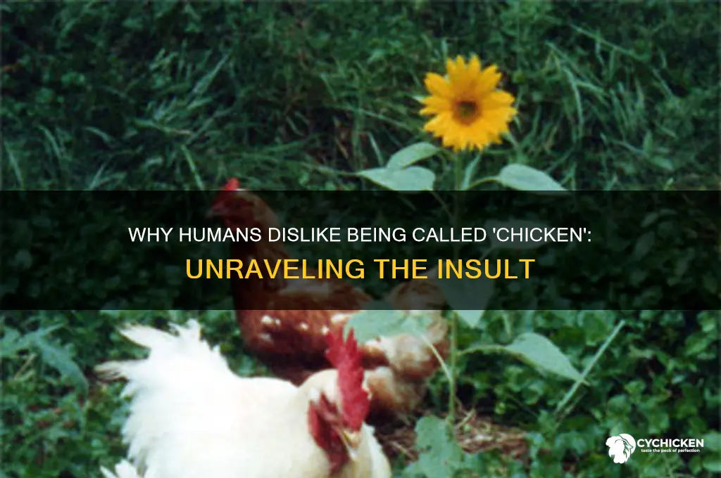 why do humans object to be called chicken