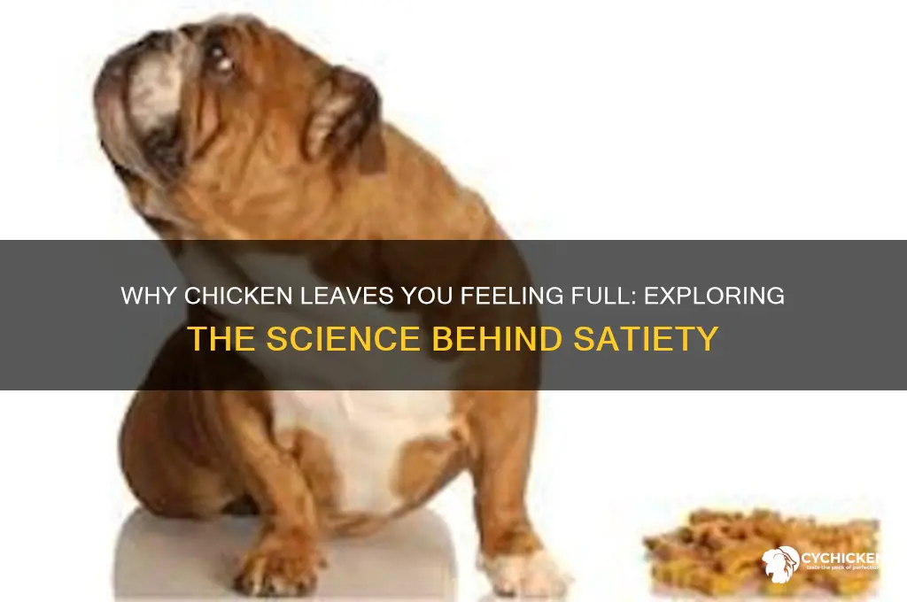 why do i feel full after eatin chicken