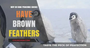 Why King Penguin Chicks Sport Brown Feathers: Nature's Clever Camouflage