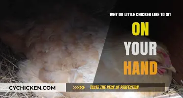 Why Do Little Chickens Love Sitting on Your Hand?