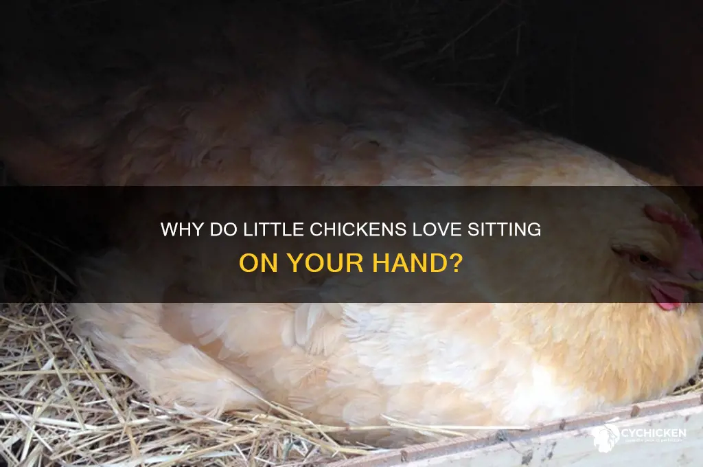 why do little chicken like to sit on your hand