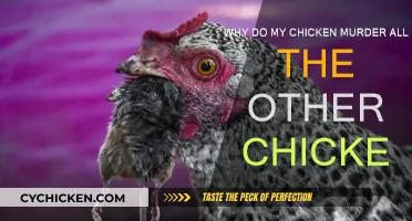 Chicken Cannibalism: Why Do They Attack Their Own?
