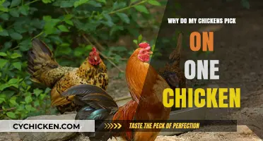 Understanding Chicken Pecking Order: Why One Hen Gets Bullied