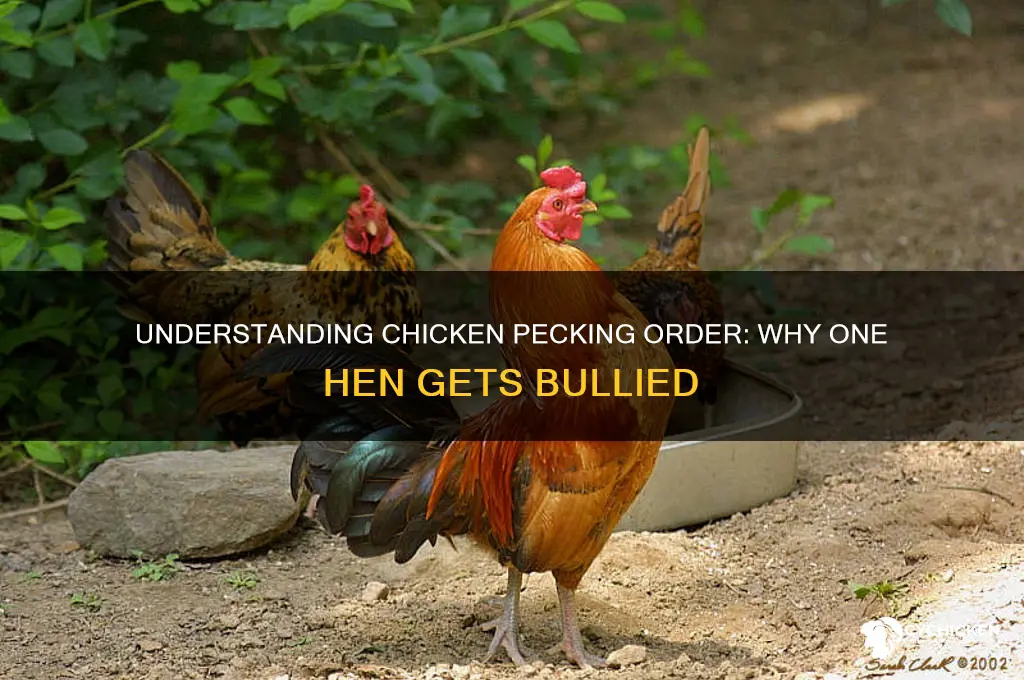 why do my chickens pick on one chicken