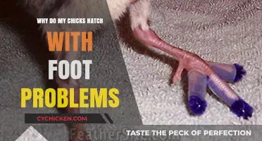 Preventing Chick Foot Issues: Causes and Solutions for Healthy Hatchlings