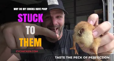 How to Deal with Pasted-Up Chicks