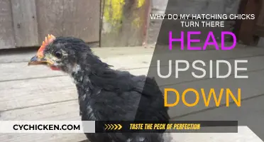 Hatching Chicks: Why the Upside-Down Head Tilt?
