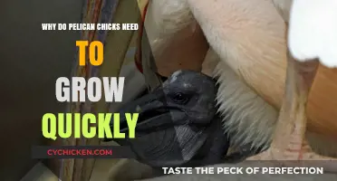 Rapid Growth in Pelican Chicks: Survival Strategies and Ecological Advantages