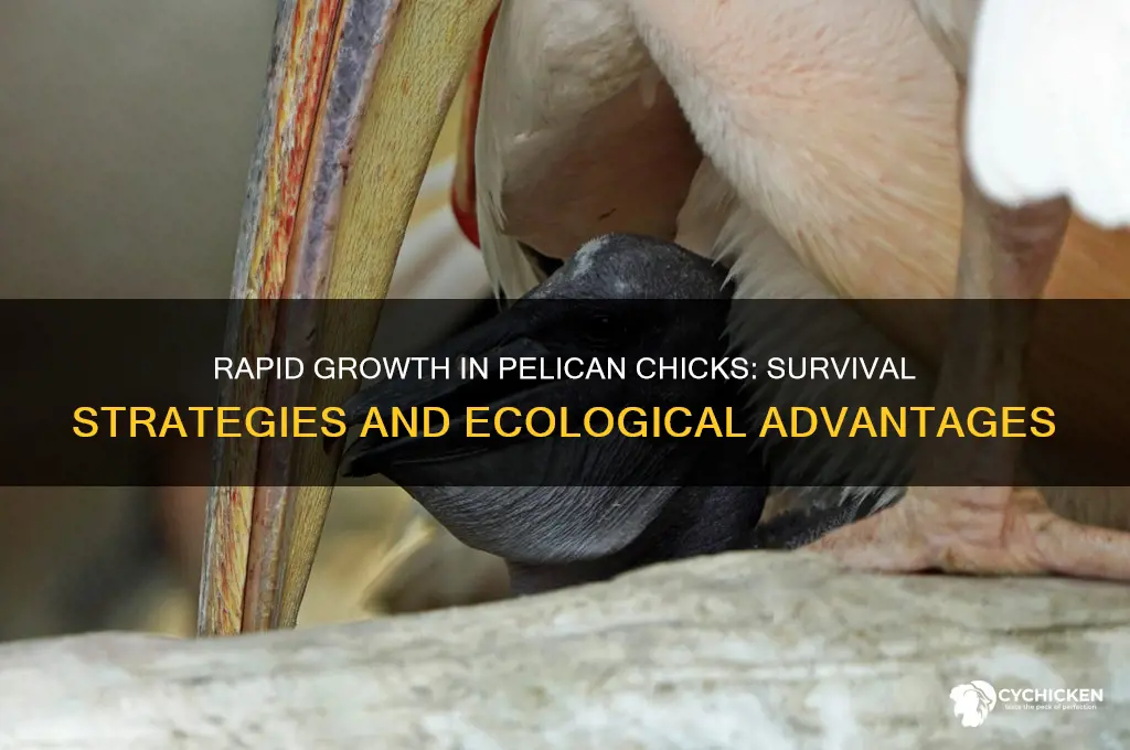 why do pelican chicks need to grow quickly