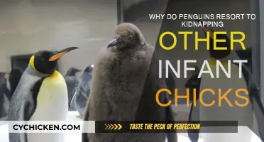 Penguins Kidnap Chicks: A Strange Parental Instinct