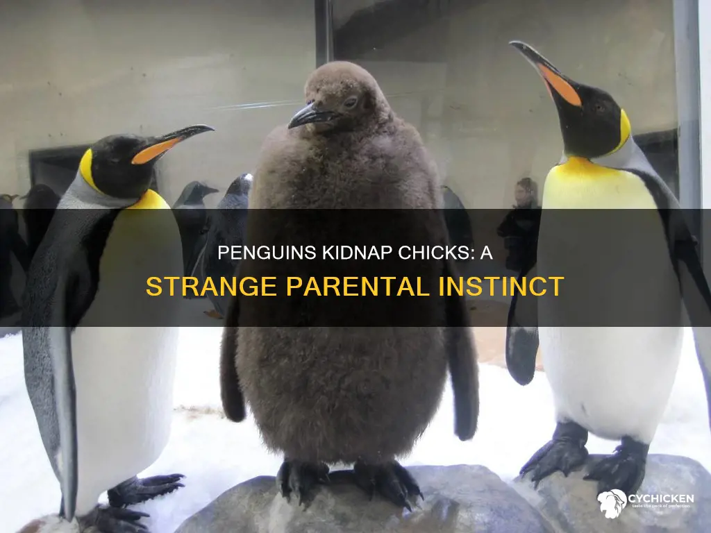 why do penguins resort to kidnapping other infant chicks