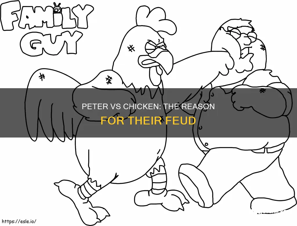 why do peter and the chicken fight on family guy