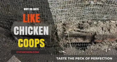 Why Rats Are Drawn to Chicken Coops: Understanding the Attraction