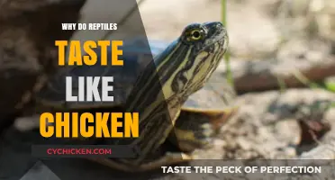 Why Reptiles Taste Like Chicken: Unraveling the Culinary Mystery
