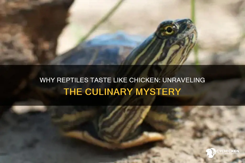 why do reptiles taste like chicken
