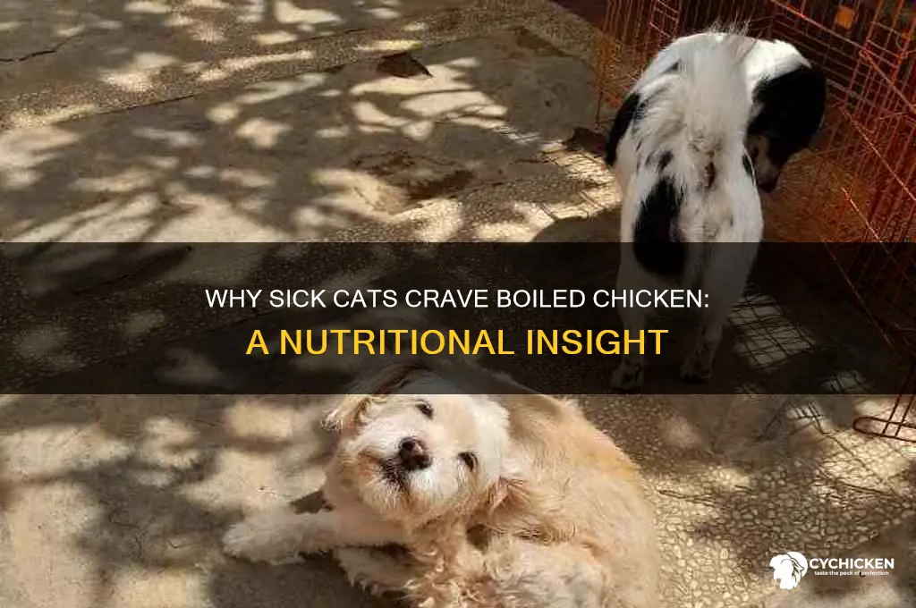 why do sick cats like boiled chicken