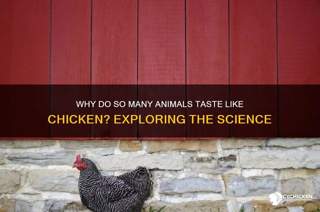 why do so many animals taste like chicken