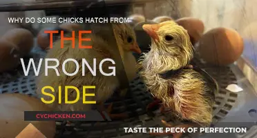 How Do Chicks Hatch From the Wrong Side?