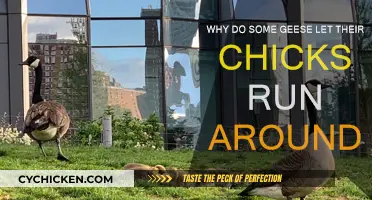 Geese Parenting: Why Letting Chicks Roam?