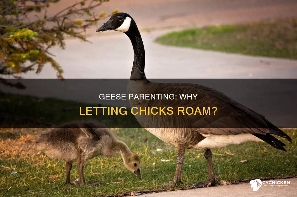why do some geese let their chicks run around