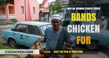 Unraveling the Spanish Tradition of Covering Bands with Chicken: Why?