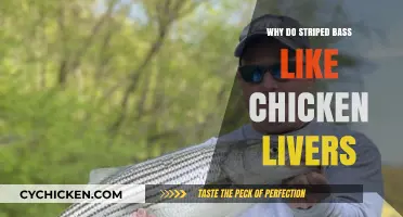 Why Striped Bass Love Chicken Livers: Uncovering the Surprising Attraction