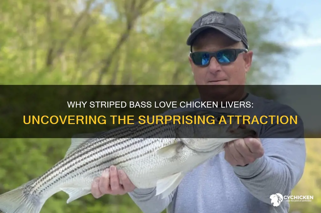 why do striped bass like chicken livers