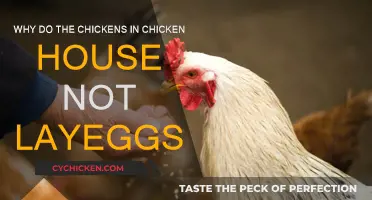 Chicken House Egg Mystery: Why No Laying?