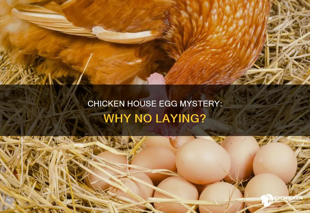 why do the chickens in chicken house not layeggs