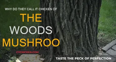 Chicken of the Woods: A Tasty Mushroom Treat