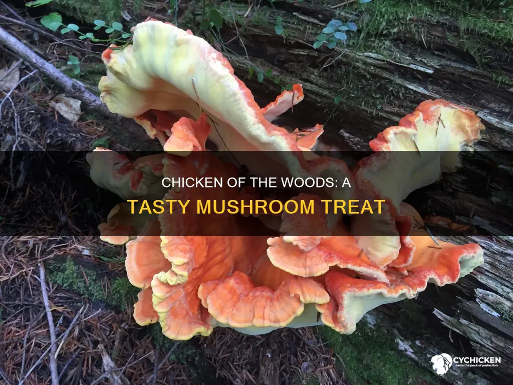 why do they call it chicken of the woods mushroom