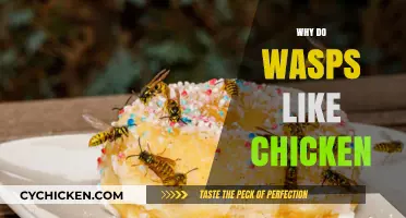Why Wasps Are Attracted to Chicken: Uncovering the Surprising Connection