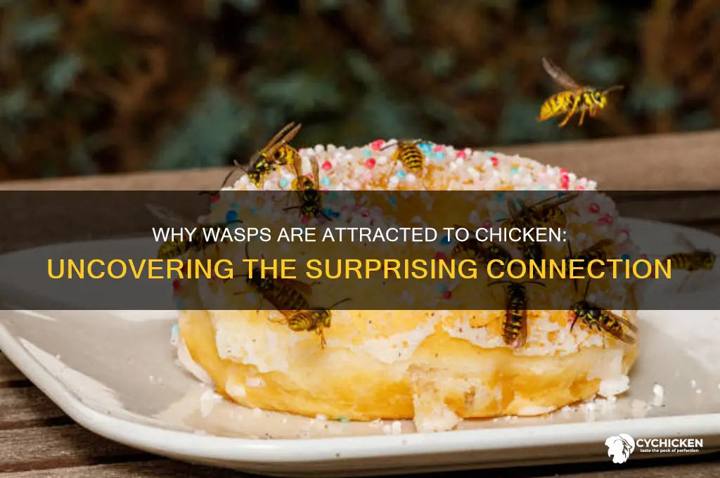 why do wasps like chicken