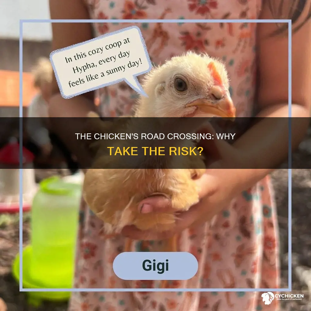 why do you call a chicken crossing the road