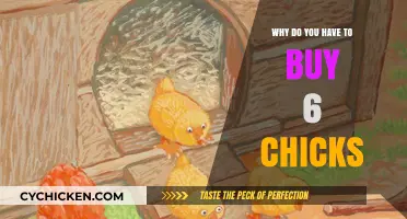 Raising Happy Hens: The Benefits of Buying Chicks in Sixes