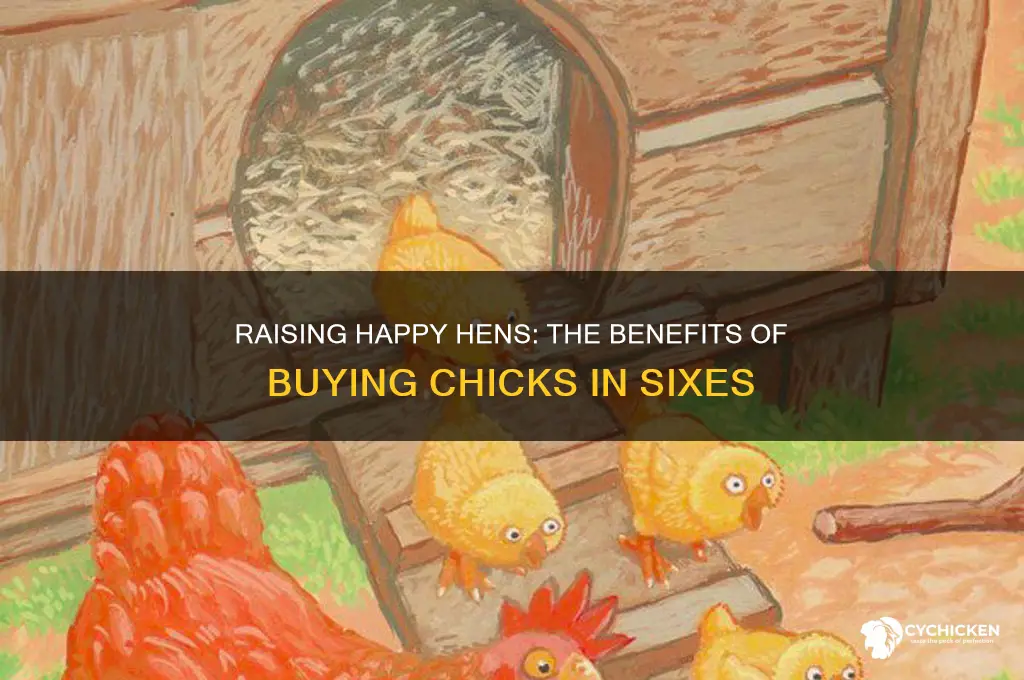 why do you have to buy 6 chicks