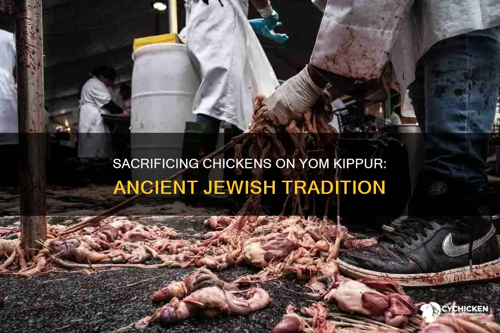 why do you kill a chicken on yom kippur