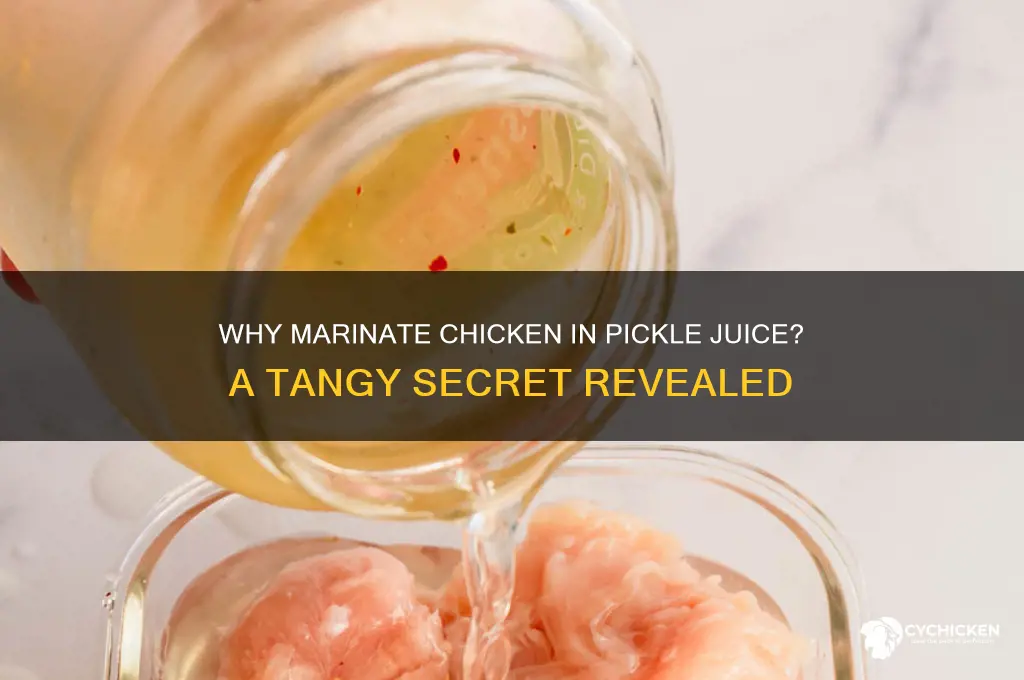 why do you marinate chicken in pickle juice