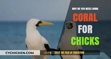 Living Coral's Vital Role in Chick Health and Development